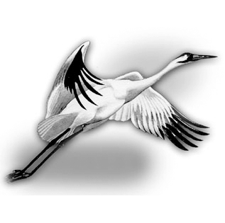 White Crane